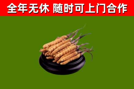 思南烟酒回收冬虫夏草.jpg